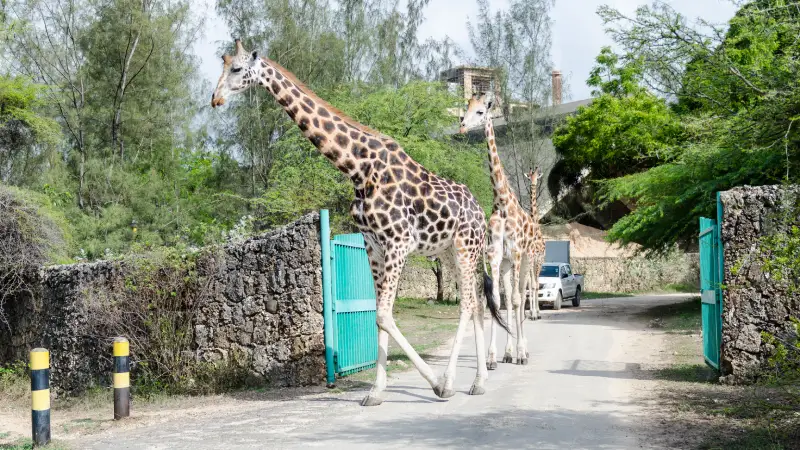 what can i do in bamburi haller park